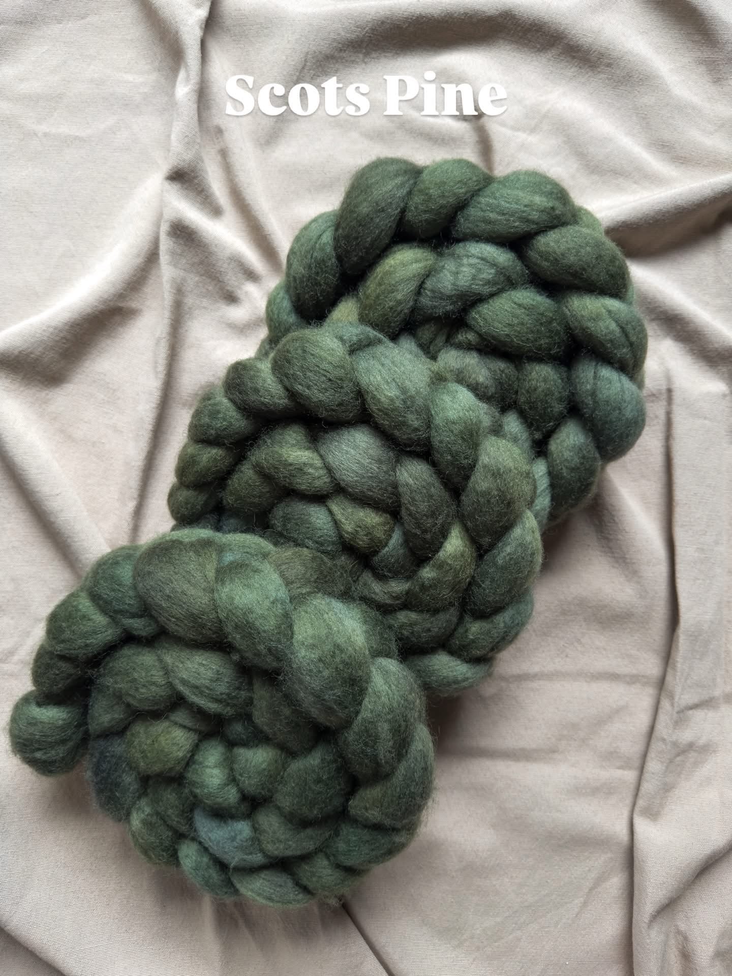 Scots Pine (preorder 4-6 week turnaround shipping by 10 April)