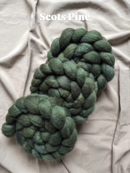 Scots Pine (preorder 4-6 week turnaround shipping by 10 April)