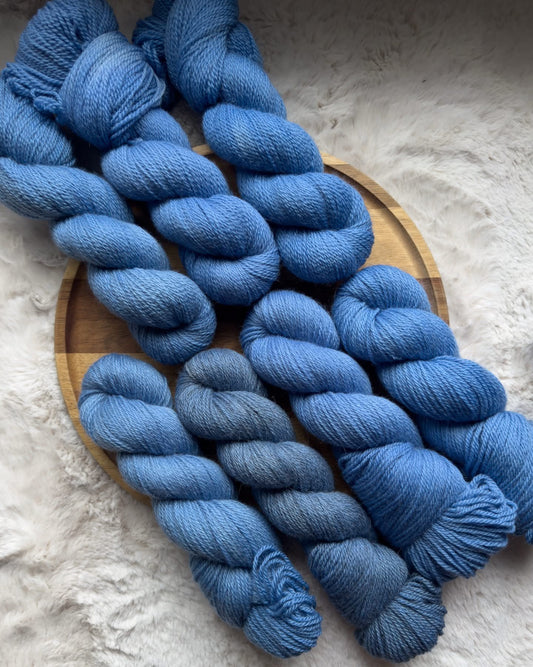 Globe Thistle (preorder 4-6 week turnaround shipping by 10 April)